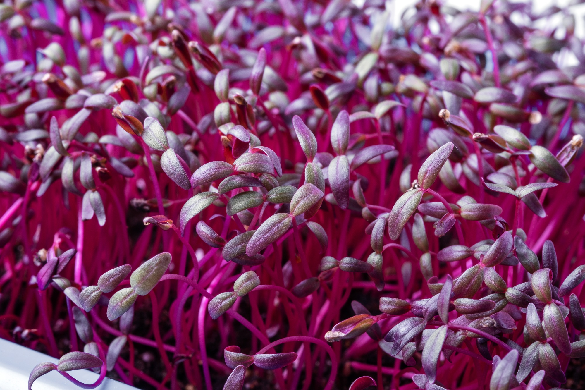 Amaranth shoots. Microgreens, superfood, healthy food.