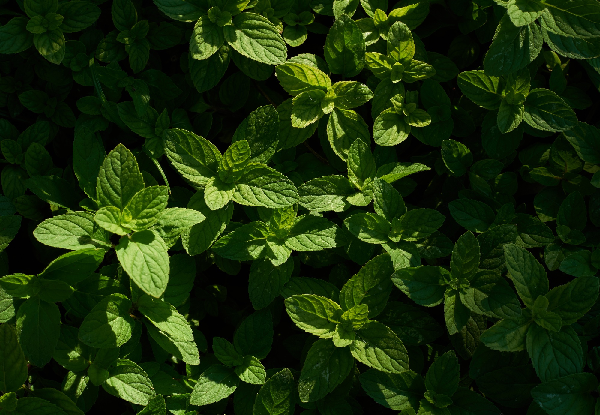 Background of mint leaf