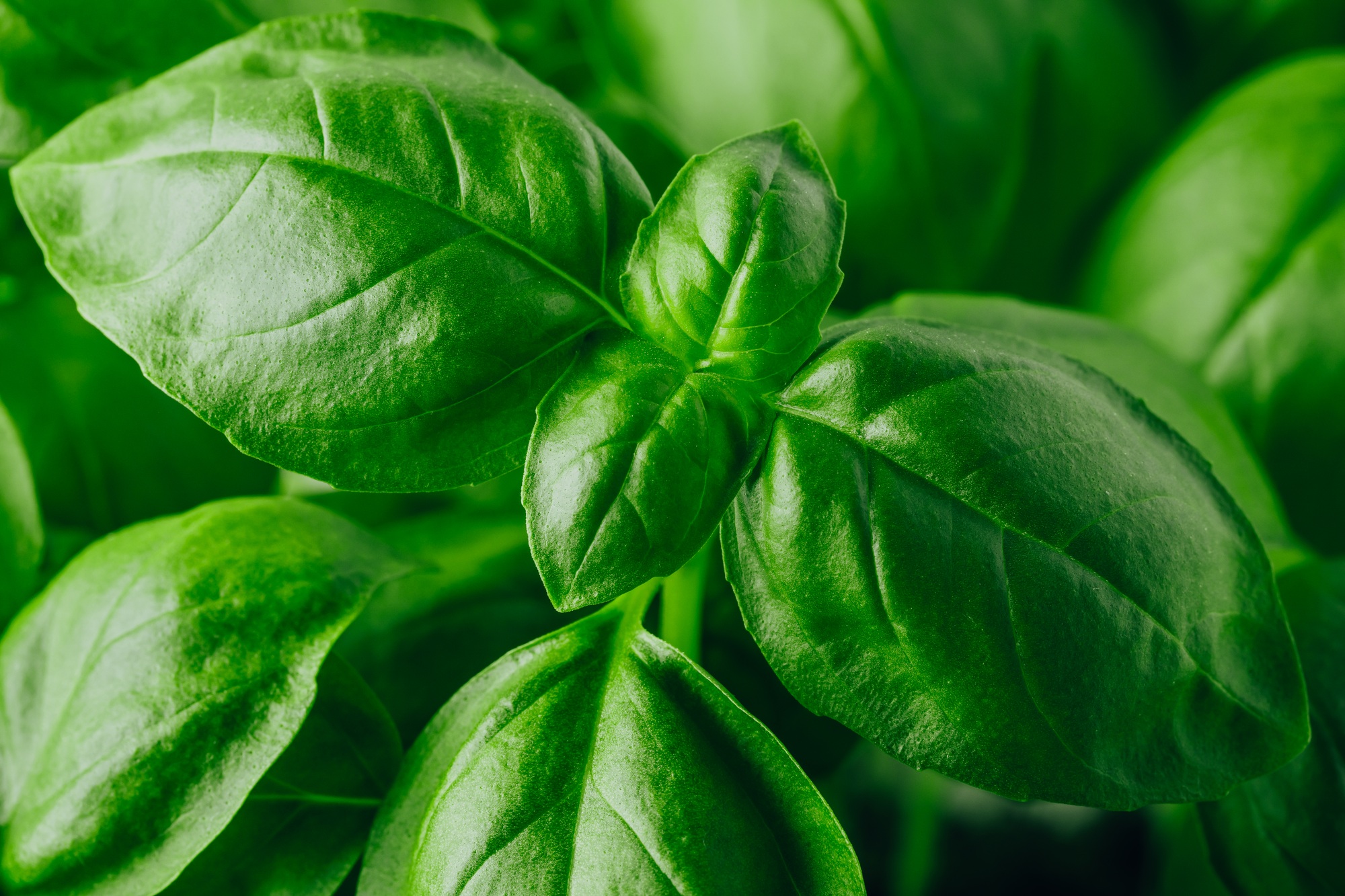Basil leaves. Basil plant with green leaves.