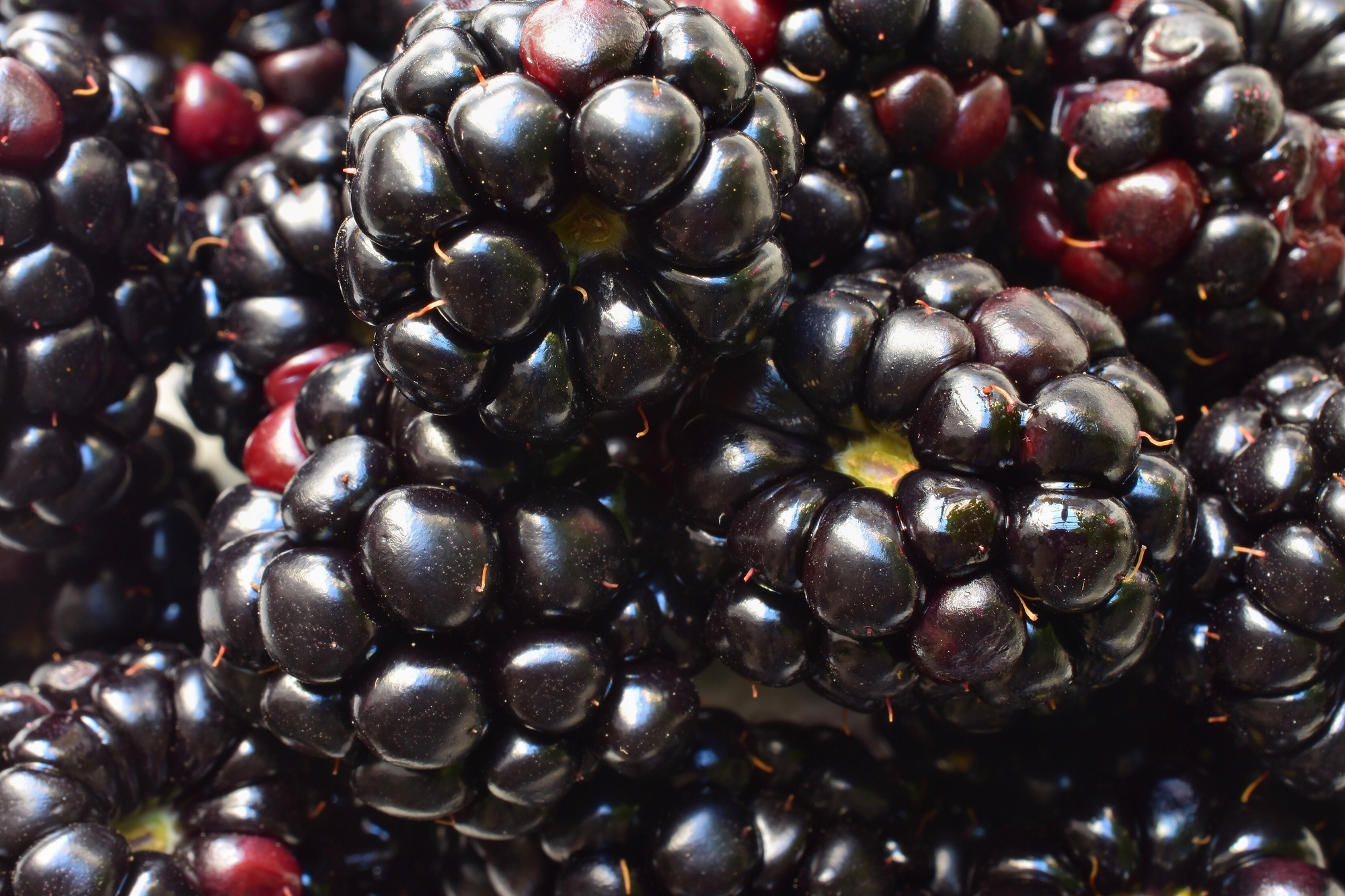 Blackberries