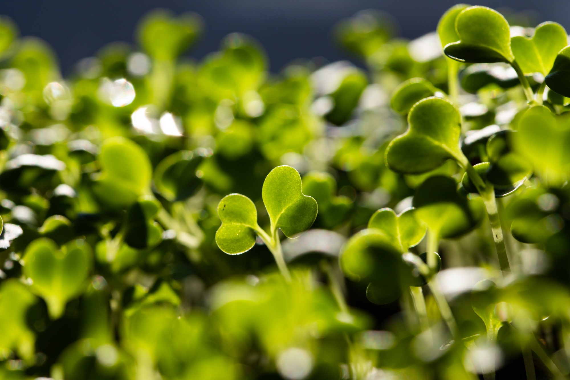 Fresh microgreens growing in pot